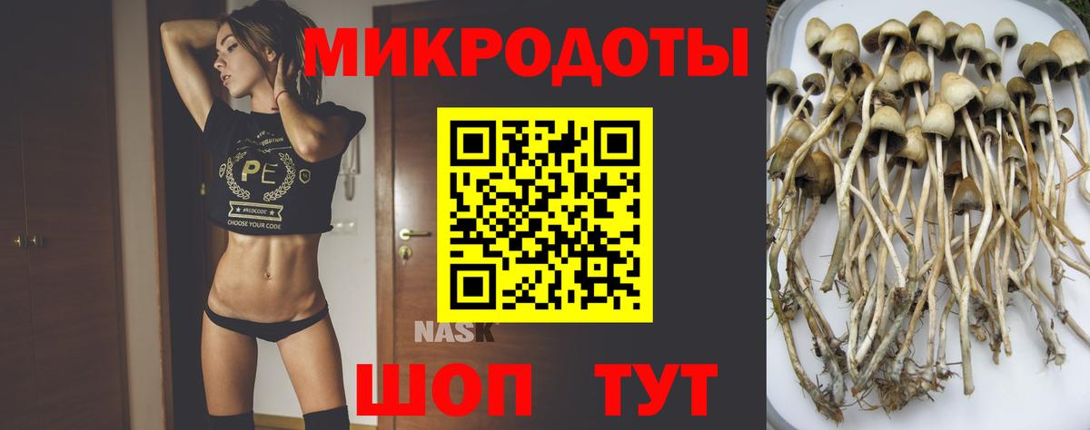 Галлюциногенные грибы Psilocybe Ялуторовск